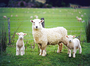 Ewe and twin lambs on sheep farm, Marlborough, South Island, New Zealand