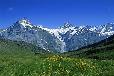 The Wetterhorn and Schreckhorn viewed from First in the Bernese Oberland, Switzerland, Europe