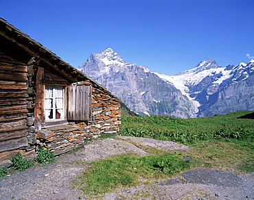 View from Grindelwald-First to Wetterhorn and Schreckhorn, Bernese Oberland, Swiss Alps, Switzerland, Europe