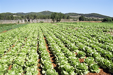 Cabbage field near Sant Llorenc, Ibiza, Balearic Islands, Spain, Europe