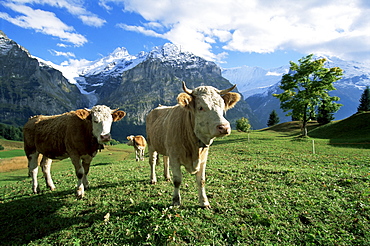 Cows near Grindelwald, Bernese Oberland, Swiss Alps, Switzerland, Europe