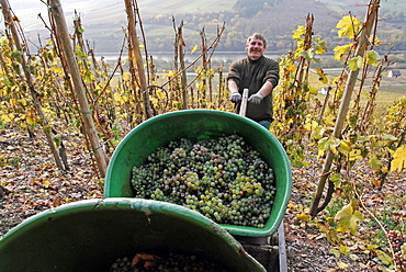 Grape harvest, Saar Valley near Saarburg, Rhineland-Palatinate, Germany, Europe