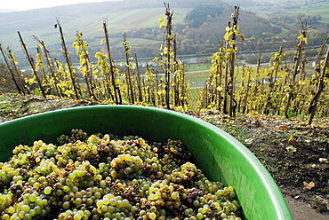 Grape harvest, Saar Valley near Saarburg, Rhineland-Palatinate, Germany, Europe