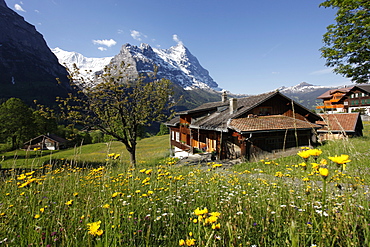 View from Grindelwald to Eiger, Bernese Oberland, Swiss Alps, Switzerland, Europe