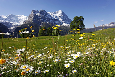 View from Grindelwald to Eiger, Bernese Oberland, Swiss Alps, Switzerland, Europe