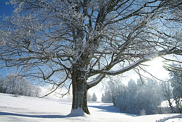 Winter landscape at Thurner, Black Forest, Baden-Wurttemberg, Germany, Europe