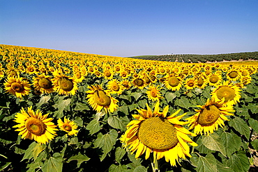 Sunflower field near Cordoba, Andalusia, Spain, Europe