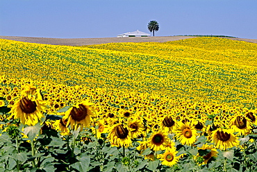 Sunflower field near Cordoba, Andalusia, Spain, Europe