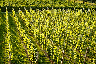 Vineyard near Mittelzell, Island of Reichenau, Lake Constance, Baden-Wurttemberg, Germany, Europe