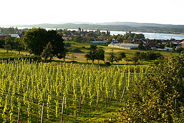 Vineyard near Mittelzell, Island of Reichenau, Lake Constance, Baden-Wurttemberg, Germany, Europe