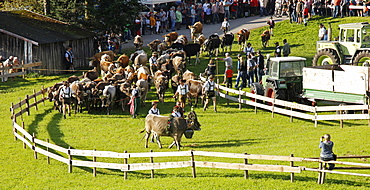 Viehscheid, Annual Driving down of the Cattle from the Summer Mountain Pastures to the Valley, Obermaiselstein, Bavaria, Germany, Europe