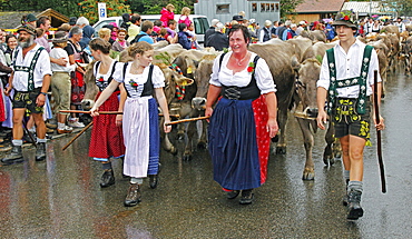 Viehscheid, Annual Driving down of the Cattle from the Summer Mountain Pastures to the Valley, Obermaiselstein, Bavaria, Germany, Europe