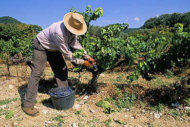 Spanish seasonal worker picking grapes, Seguret region, Vaucluse, Provence, France, Europe