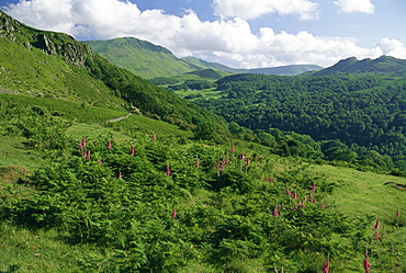 Hills near the Mawddach estuary, Snowdonia National Park, Gwynedd, Wales, United Kingdom, Europe