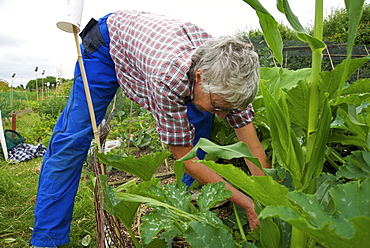 Allotment gardening in Cambridgeshire, England, United Kingdom, Europe