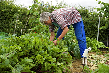 Allotment gardening in Cambridgeshire, England, United Kingdom, Europe