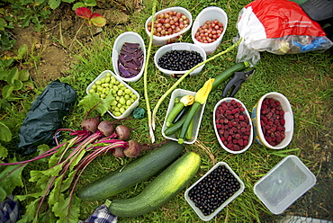 Allotment produce of fruit and vegetables, Cambridgeshire, England, United Kingdom, Europe