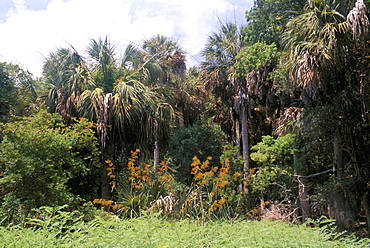 Sub tropical forest, Hunting Island State Park, South Carolina, United States of America, North America