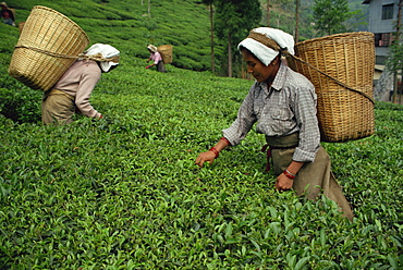 Nepali tea pickers, Gielle Tea Garden, Darjeeling, West Bengal, India, Asia