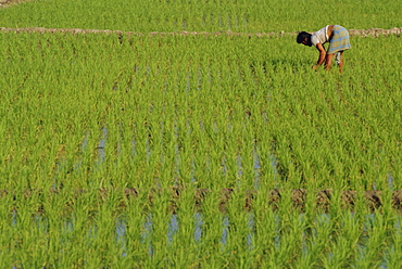 Share-cropper tending rice in paddyfield, Parganas District, West Bengal State, India, Asia