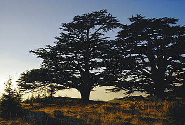 Cedars of Lebanon at the foot of Mount Djebel Makhmal near Bsharre, Lebanon, Middle East