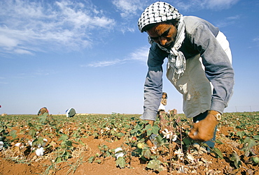 Man picking cotton near Taftanaz, Syria, Middle East