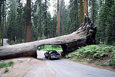 Tunnel Log, 275 ft long, which fell in 1937, Sequoiadendron giganteum, Sequoia National Park, California, United States of America, North America