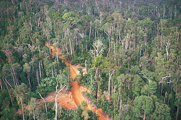 Logging road through rainforest, Brazil, South America