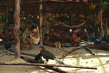 Jacu bird in hut with Yanomami Indians, Brazil, South America