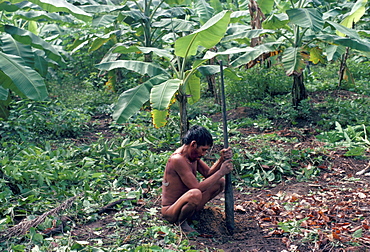 Yanomami man using traditional digging stick, Brazil, South America