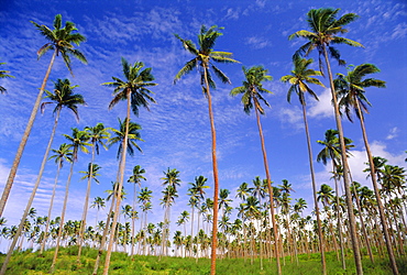 Coconut plantation, Tavauni Island, Fiji, Pacific Islands