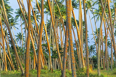 Coconut plantation, Taveuni Island, Fiji, Pacific