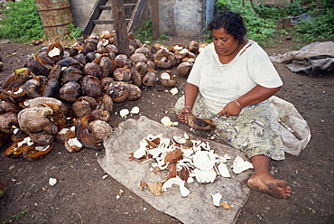 A woman copra worker scooping out coconut kernels before smoking, on Taveuni Island, Fiji, Pacific Islands, Pacific