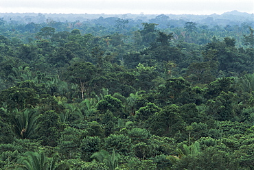 Machaca Forest Reserve in the rain, Belize, Central America