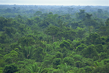 Rainforest canopy of the Machaca Forest Reserve, Belize, Central America