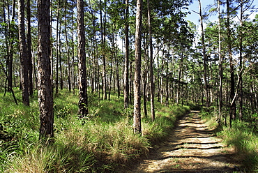 Path through pines, Mountain Pine Ridge, Belize, Central America