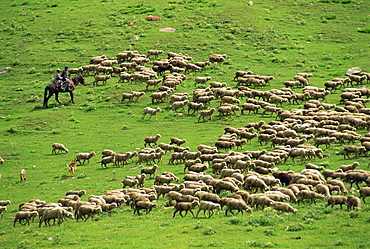 Shepherd on horseback with a flock of sheep, post Dzhety-Oguz near Kara-Kol in Kyrgyzstan, Central Asia, Asia