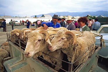 Customers inspecting sheep at sheep market, Balikchi, Kyrgyzstan, Central Asia, Asia