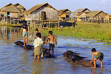 Children riding water buffaloes, Inle Lake, Myanmar, Asia