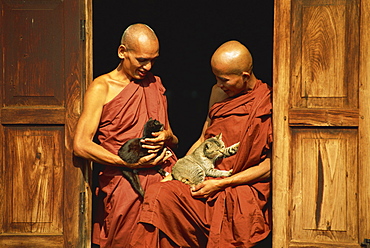 Monks with cats, Nga Hpe Monastery, Inle Lake, Myanmar (Burma), Asia