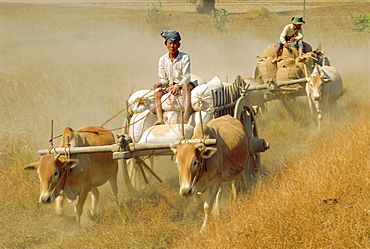 Bullock carts, Myanmar, Asia