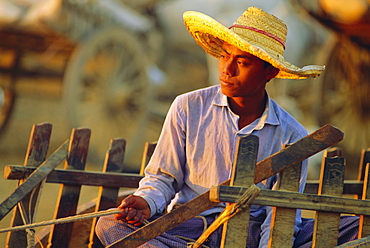 Bullock cart driver, Myanmar, Asia