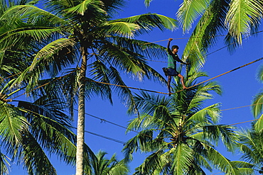 Man tapping toddy from palms, near Ahungalla, Sri Lanka, Asia