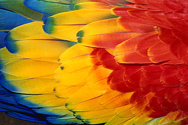 Feathers of scarlet macaw, Guatemala, Central America