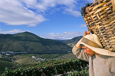 Grape picker with basket, Quinta do Bomfim, Douro region, Portugal, Europe