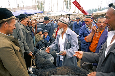 Bargaining in the Sunday sheep market, Kashi, Xinjiang, China, Asia