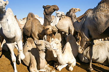 Camels for sale, camel market, Friday market, Cairo, Egypt, North Africa, Africa