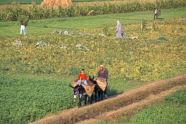 Farmer and son, typical fertile fields, near Tanta, Delta area, Egypt, North Africa, Africa