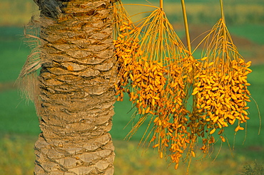 Ripening dates, near El-Mansura, Delta area, Egypt, North Africa, Africa