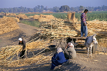 Harvesting sugar cane near Dendera, Middle Egypt, Egypt, North Africa, Africa